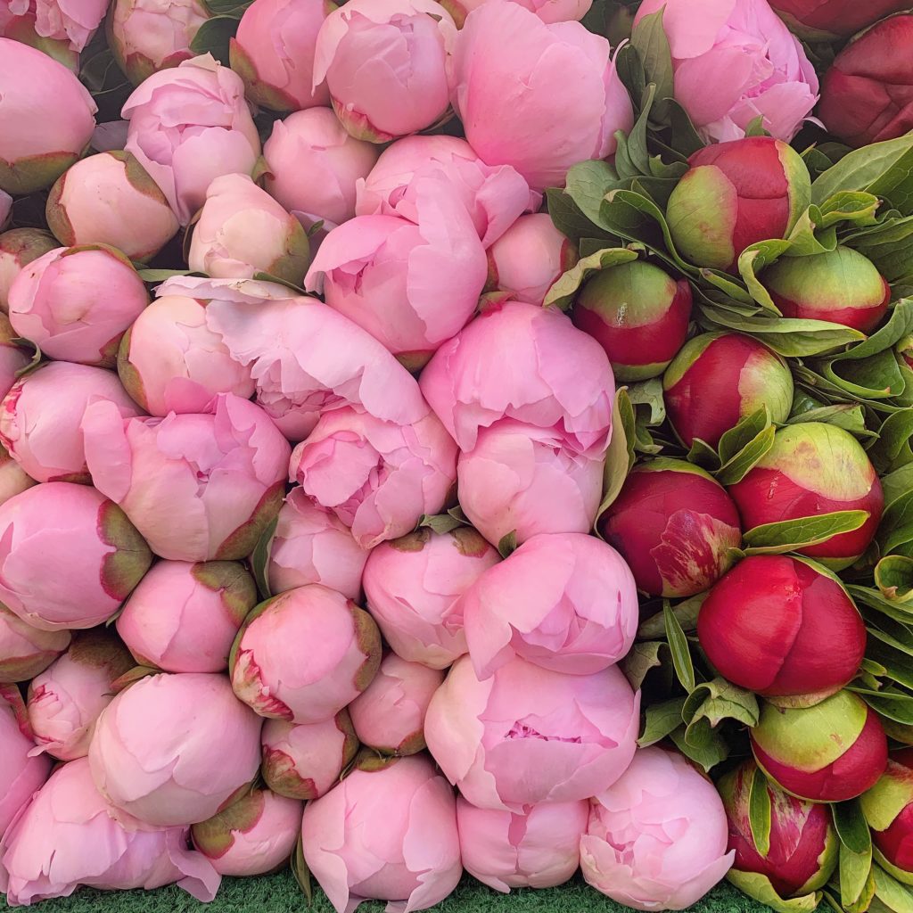 Paris market peonies