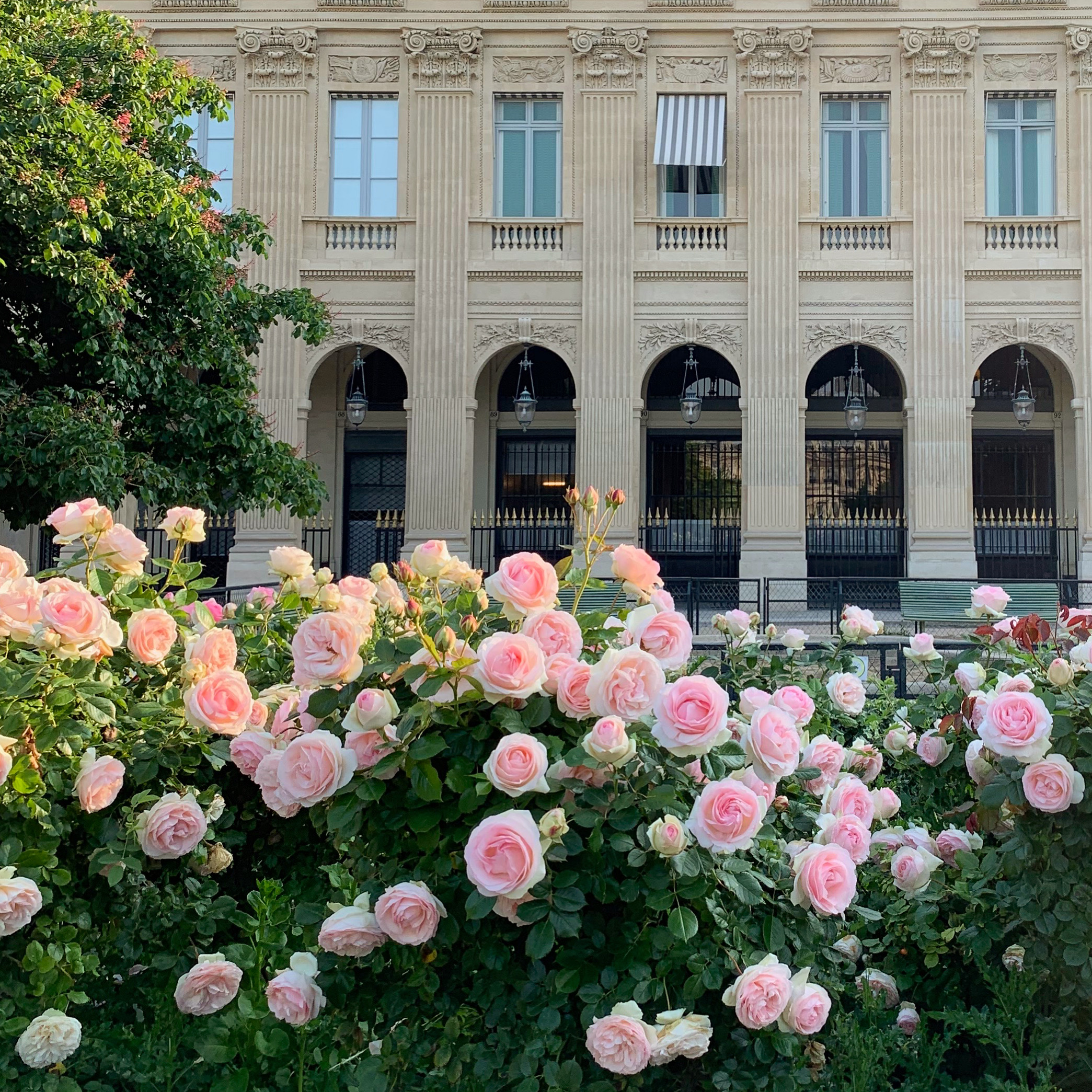 Palais-Royal-Roses