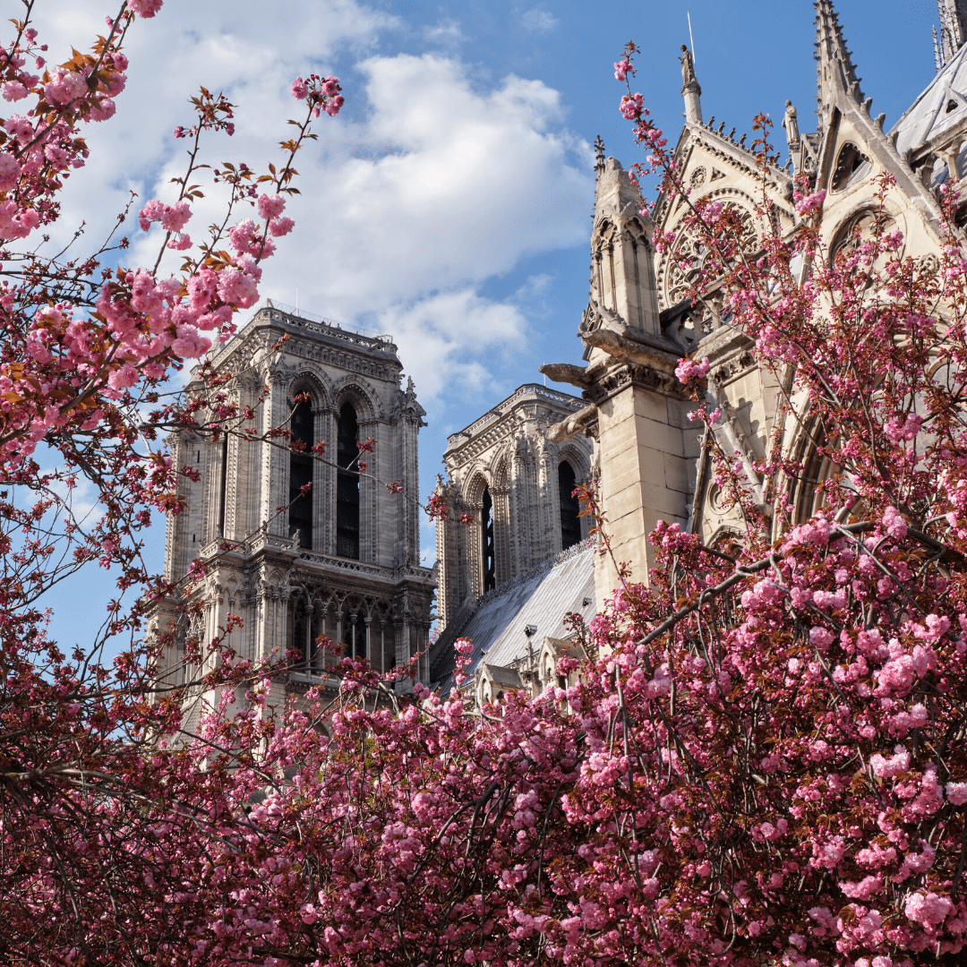 Notre-Dame-Blossoms