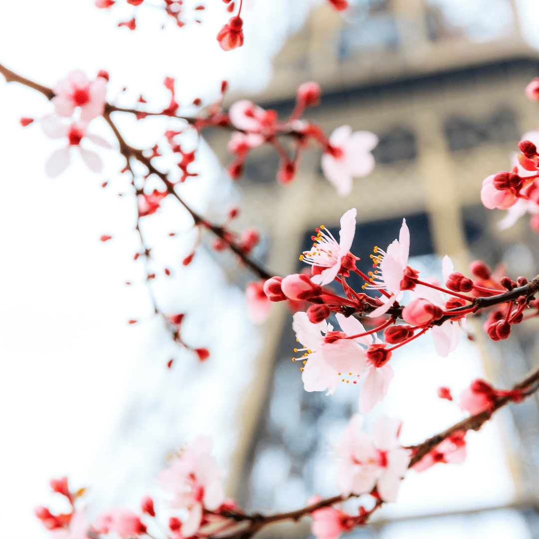 EiffelBlossom