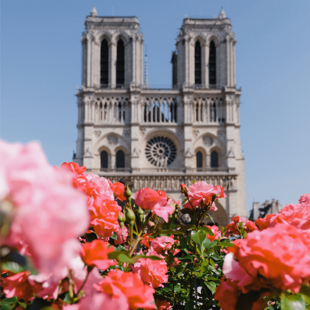 Notre-Dame-roses