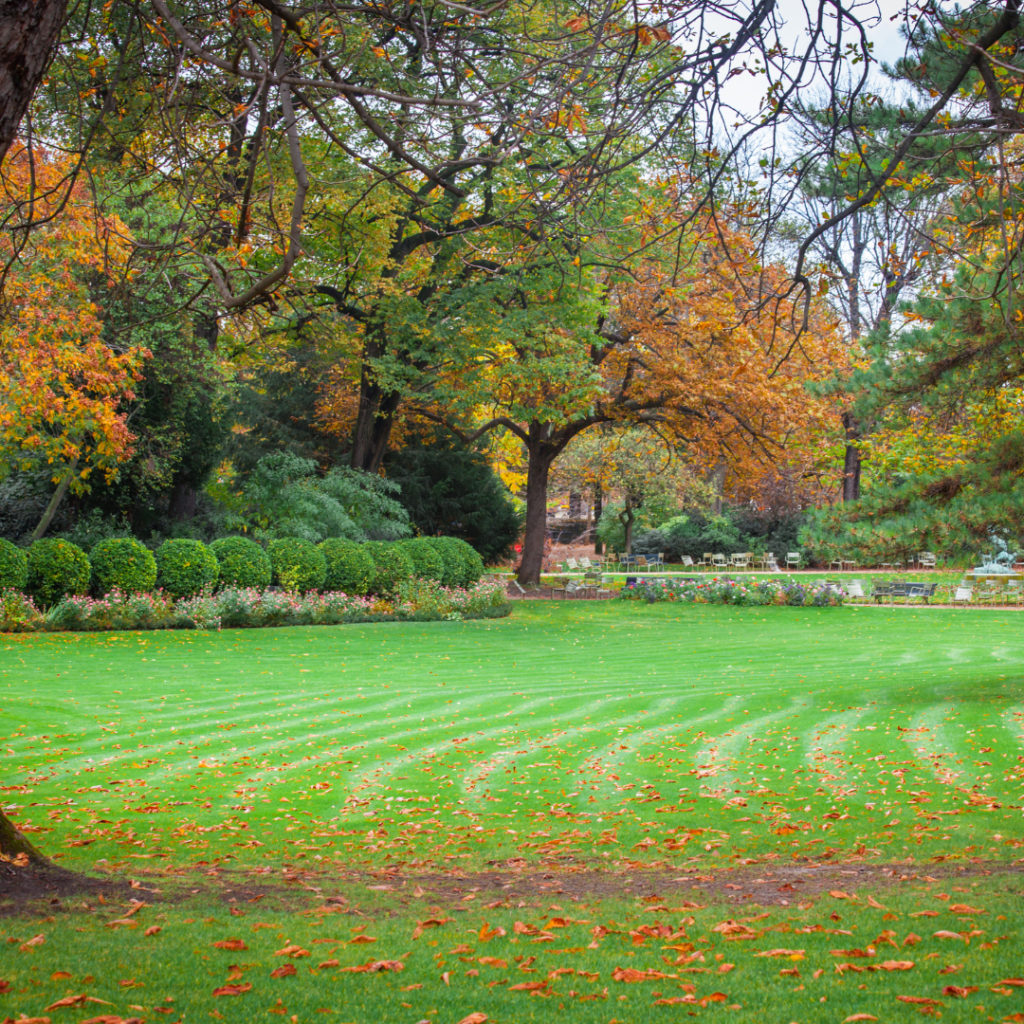 Paris autumn fall leaves