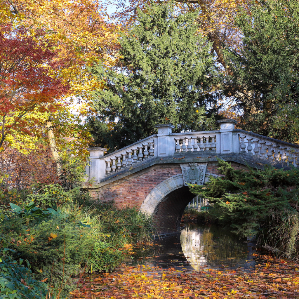 Paris autumn fall leaves