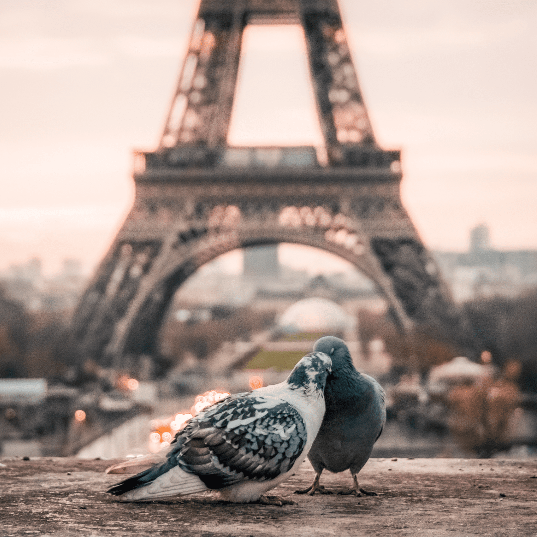 Paris-pigeons