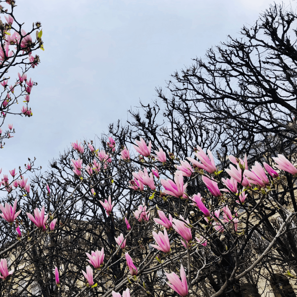 Paris magnolias