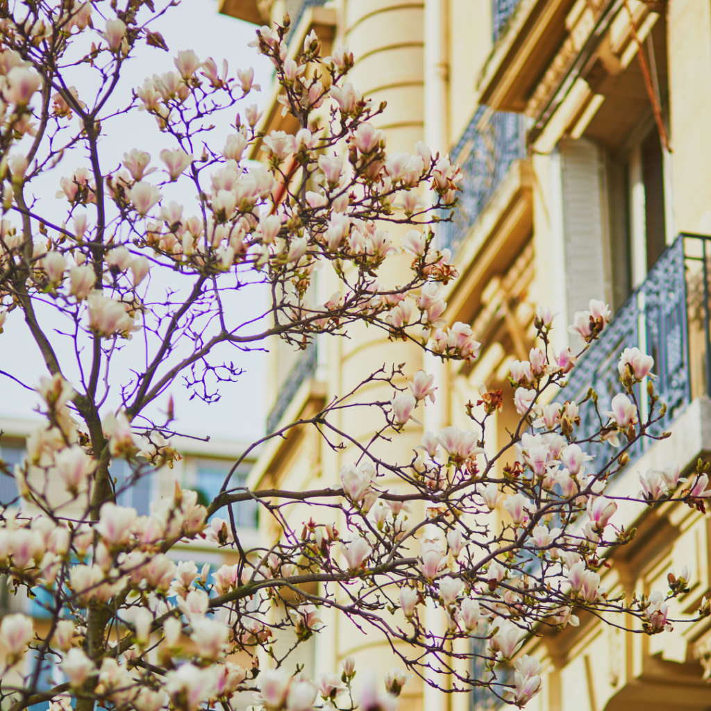 Paris magnolias