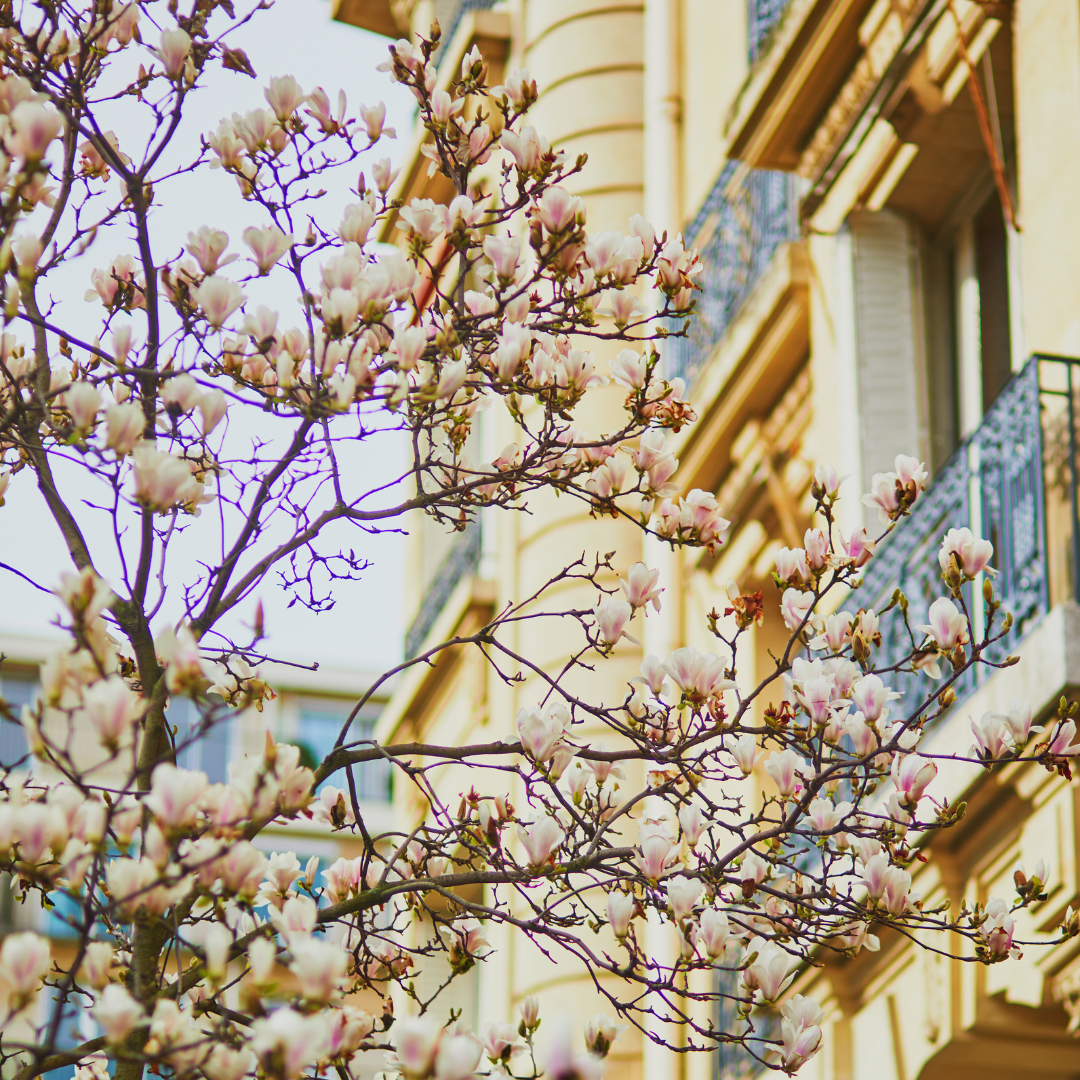 Paris-magnolia