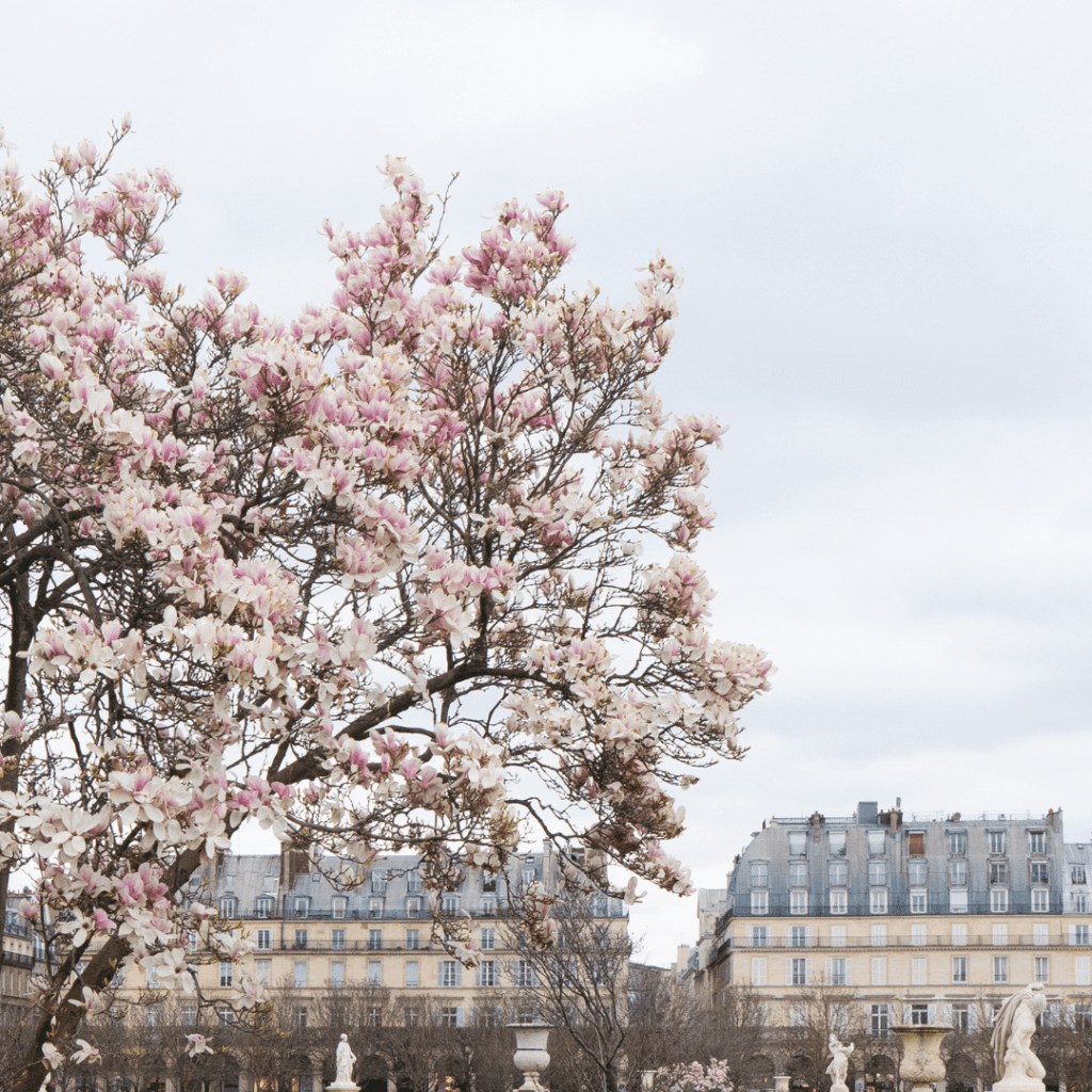 Paris magnolias