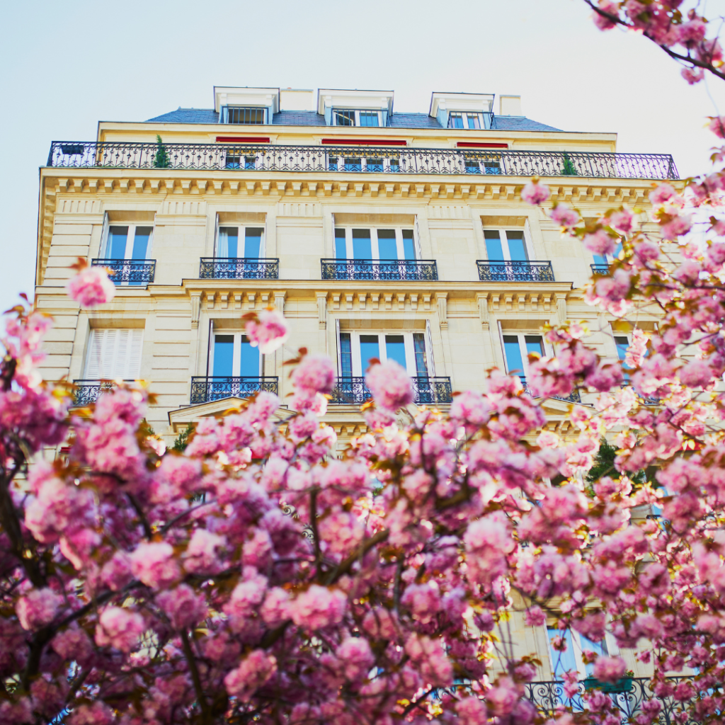 Paris cherry blossoms