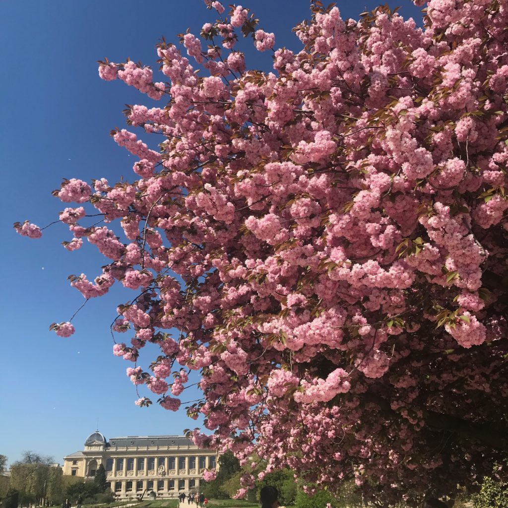 Paris cherry blossoms
