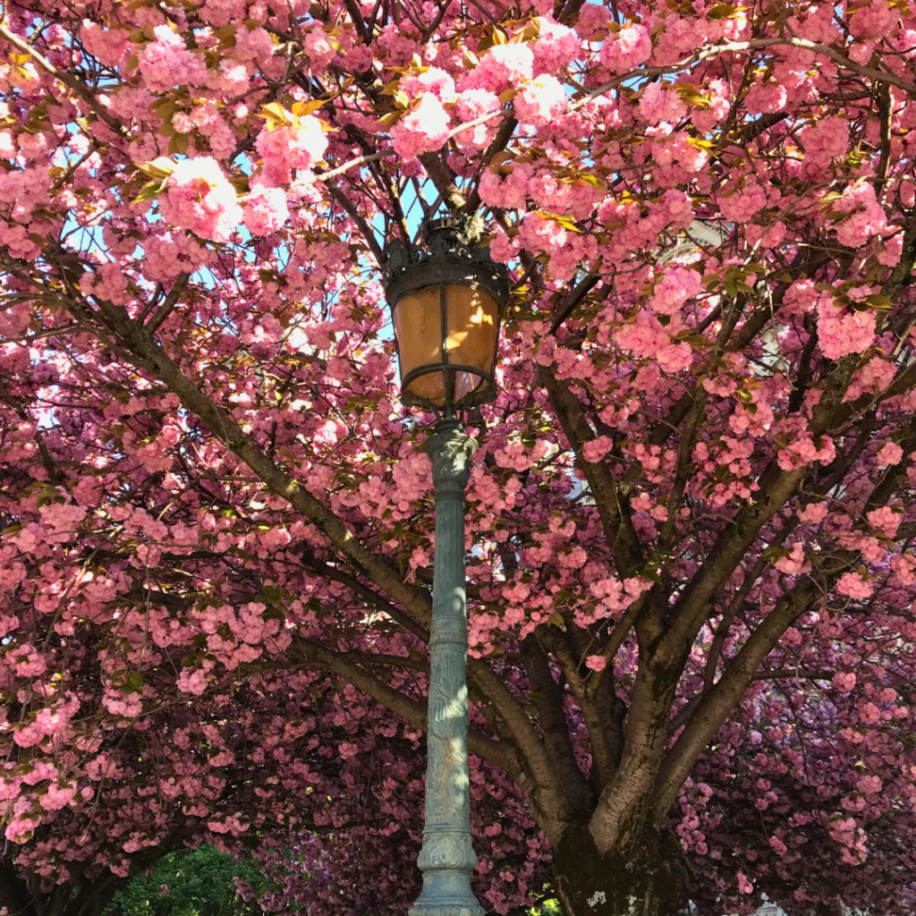 Paris cherry blossoms