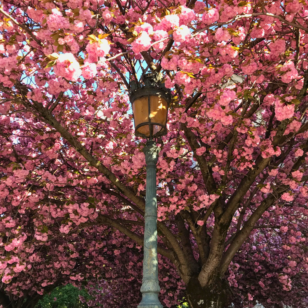 Lamp-and-cherry-blossoms