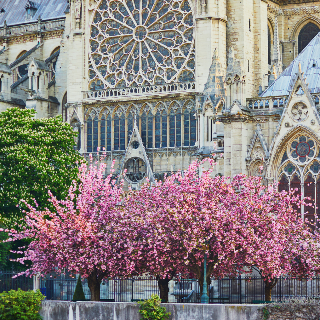 Paris cherry blossoms