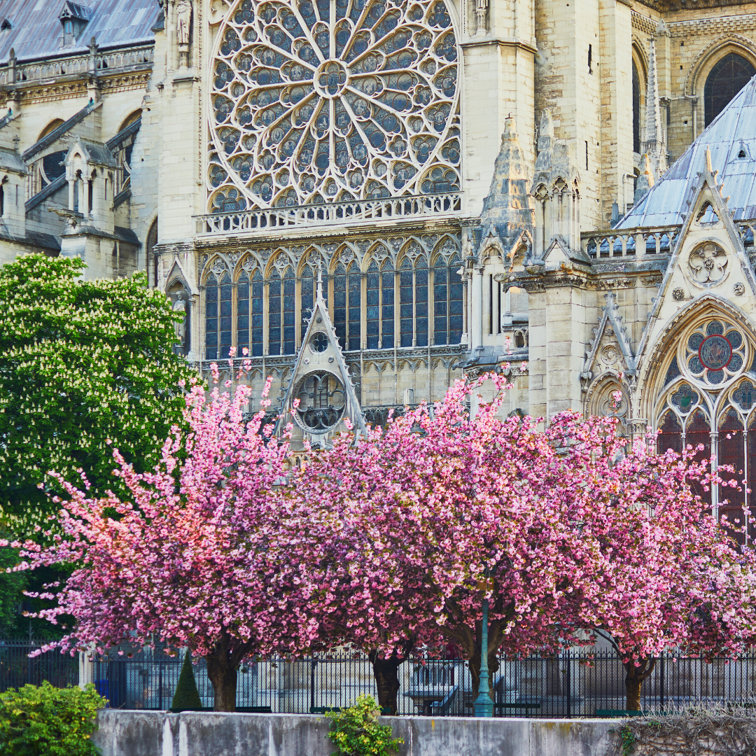 Notre-Dame-Cherry-blossoms