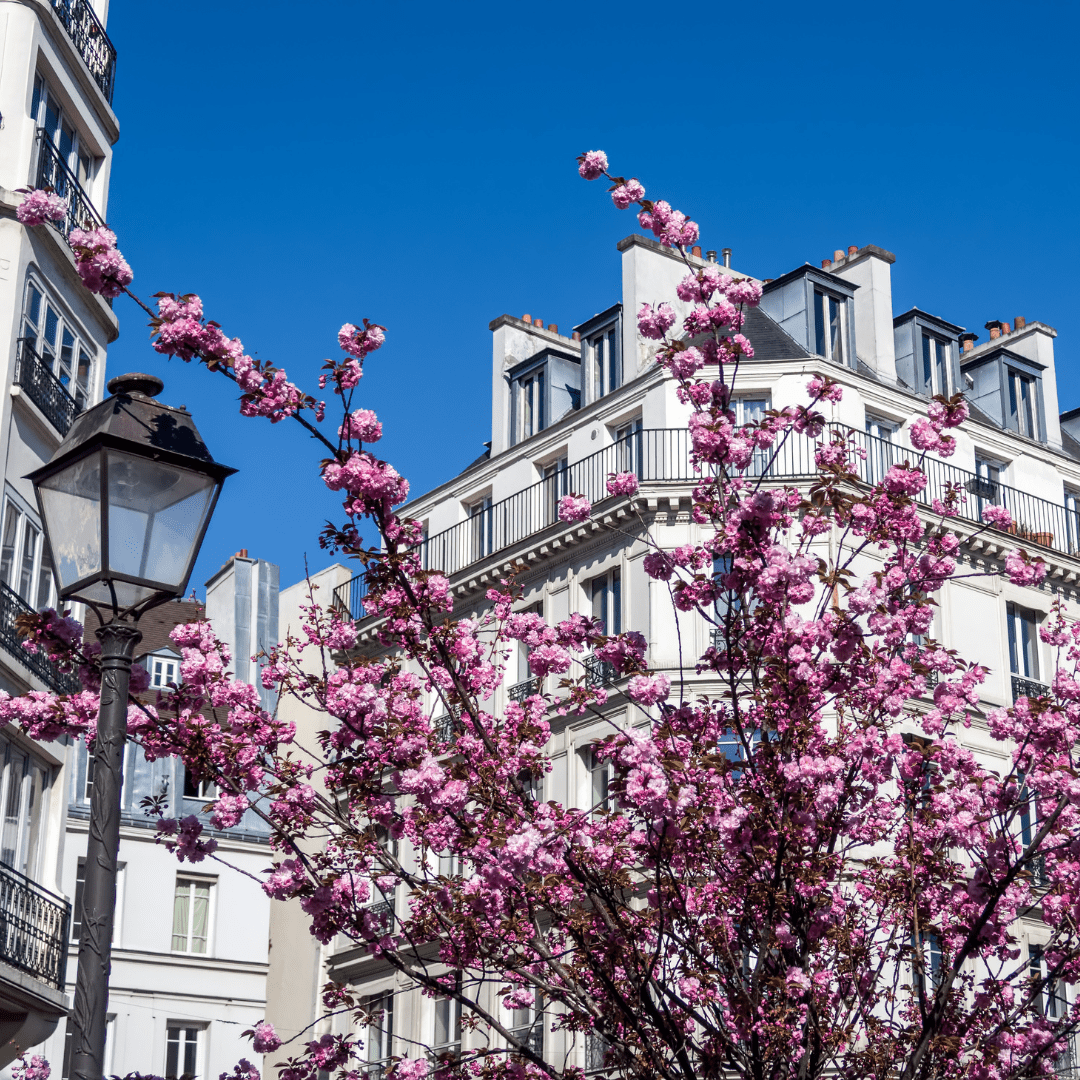 Paris-cherry-blossoms