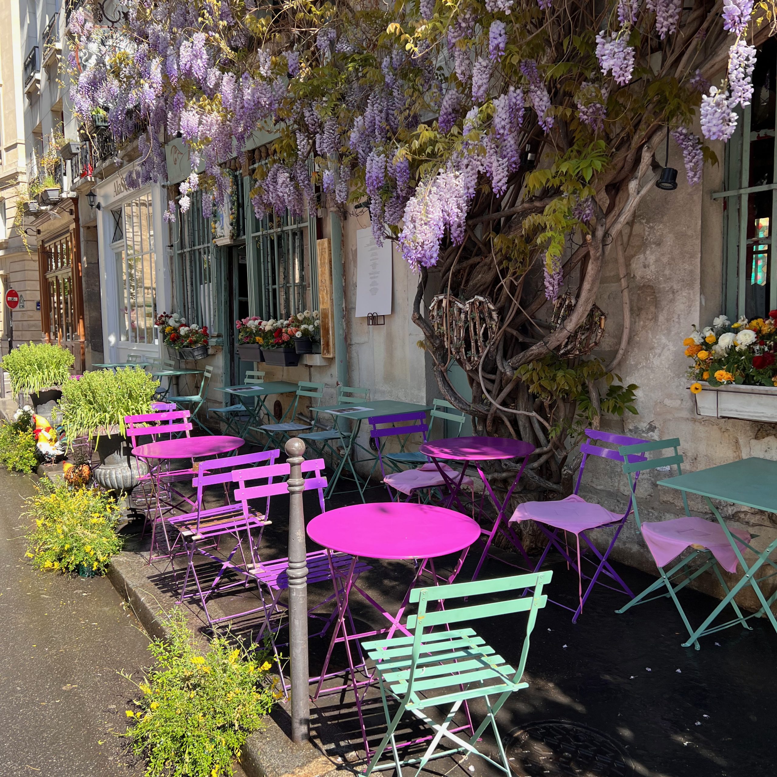 Paris-wisteria