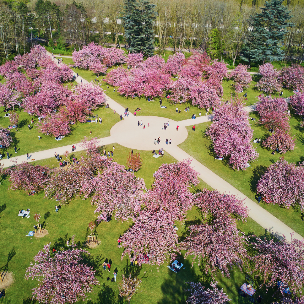 Paris cherry blossoms