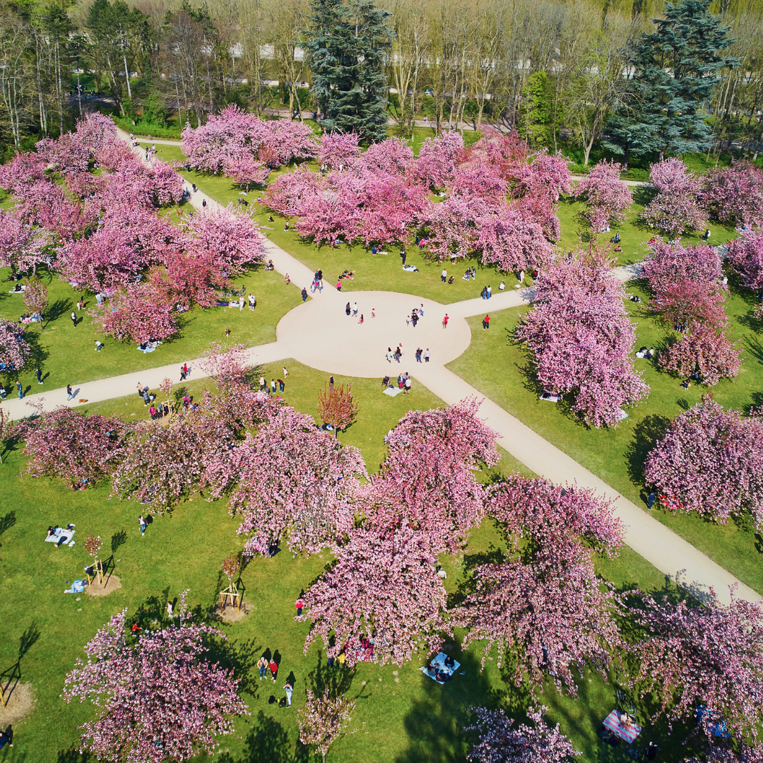 Sceaux-cherry-blossoms