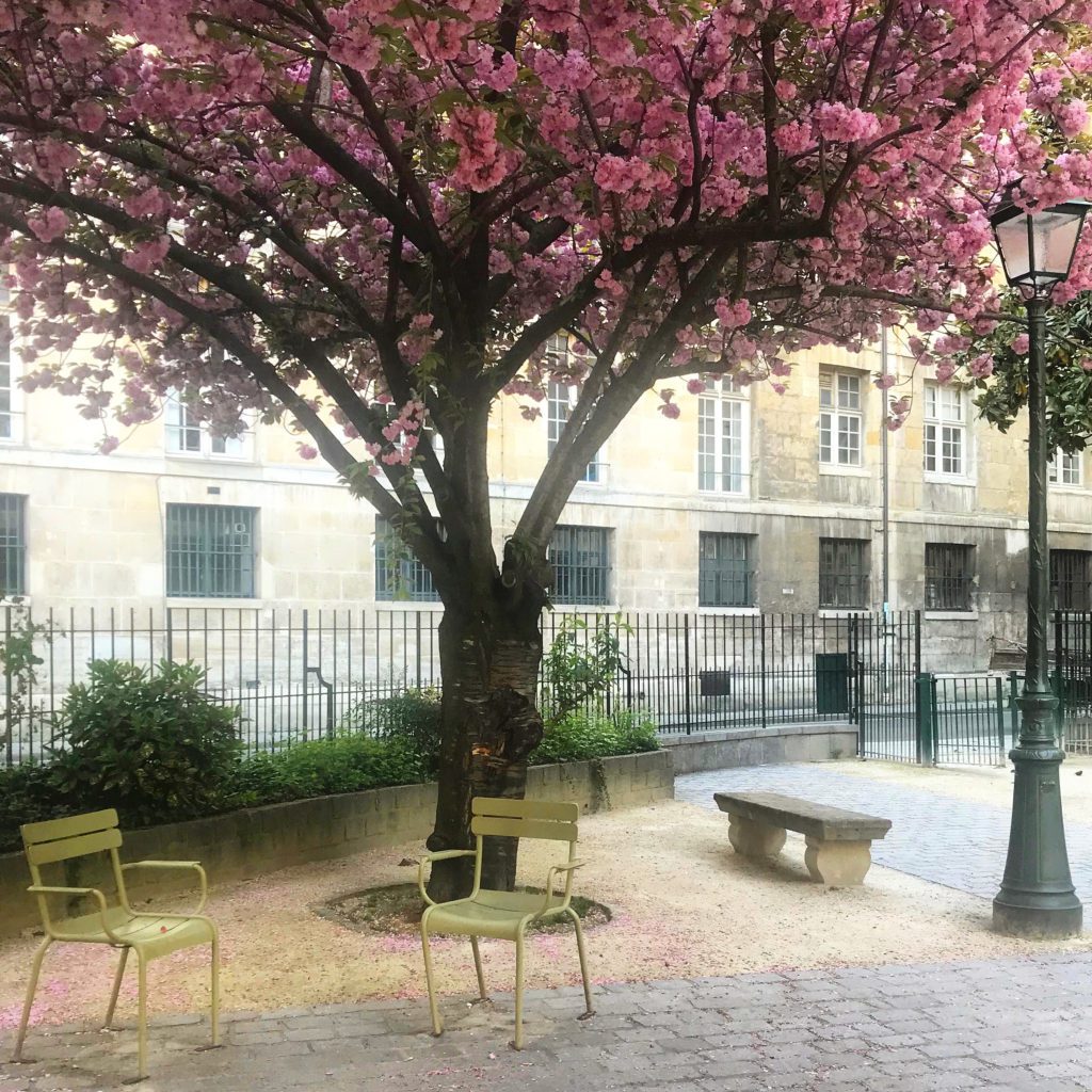 Paris cherry blossoms