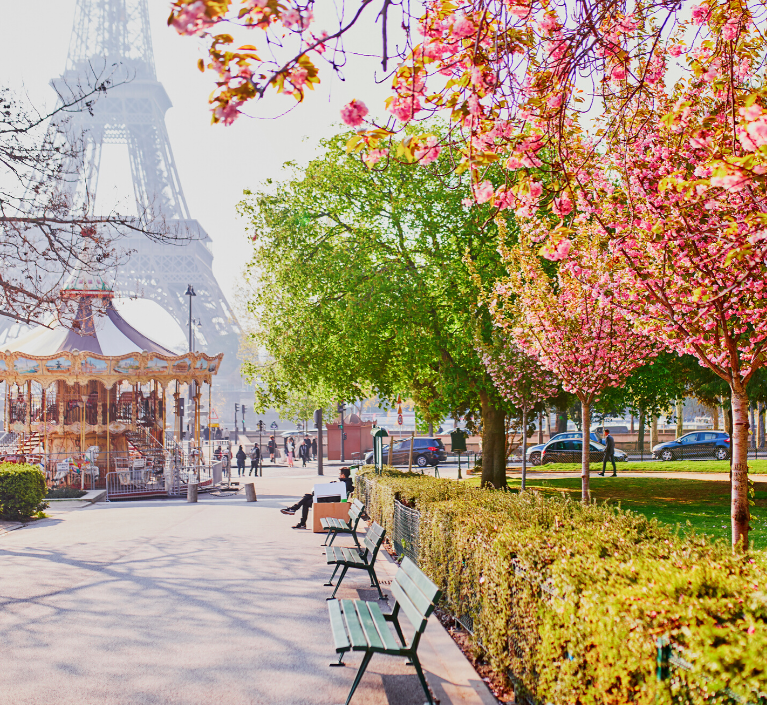 Paris cherry blossoms