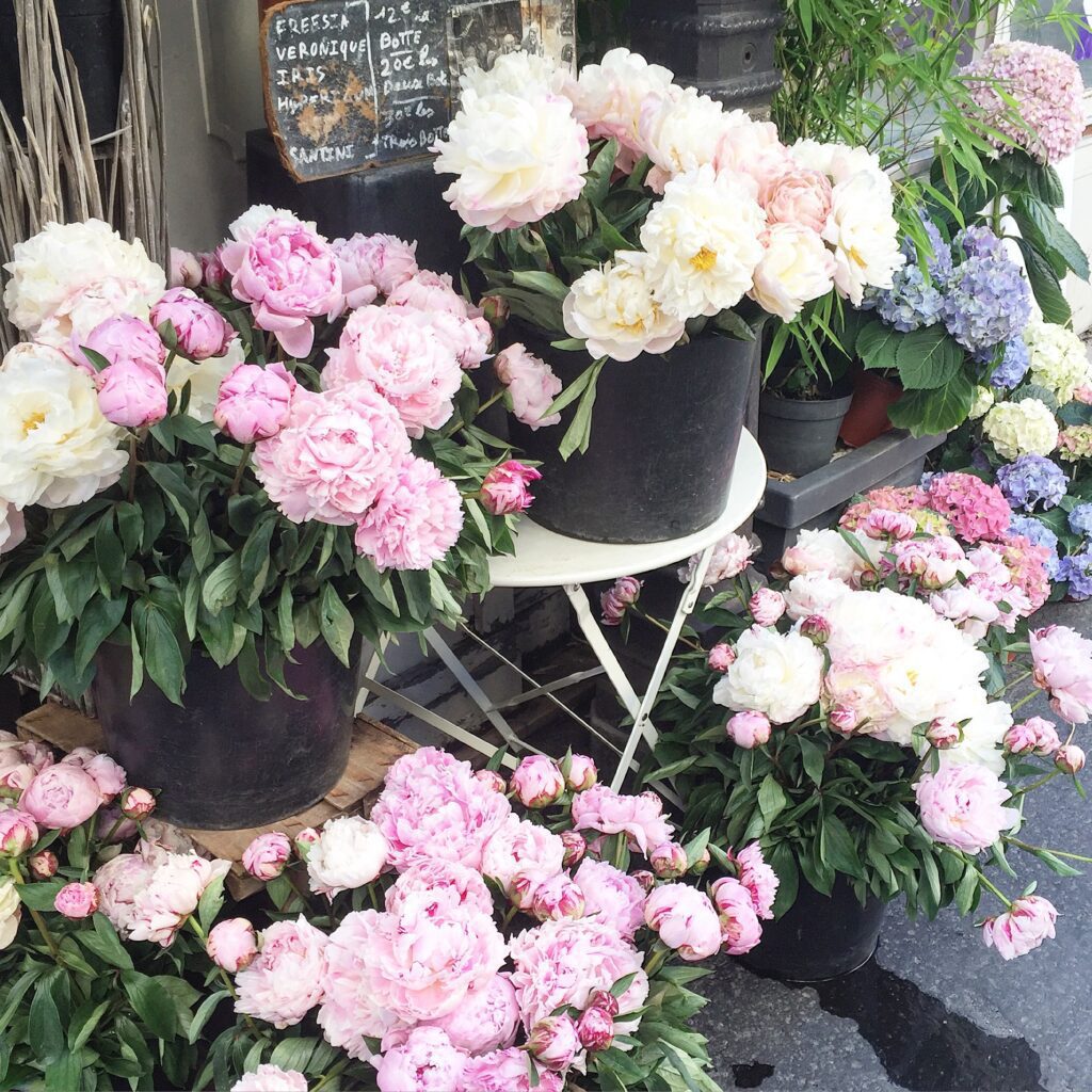 Paris peonies