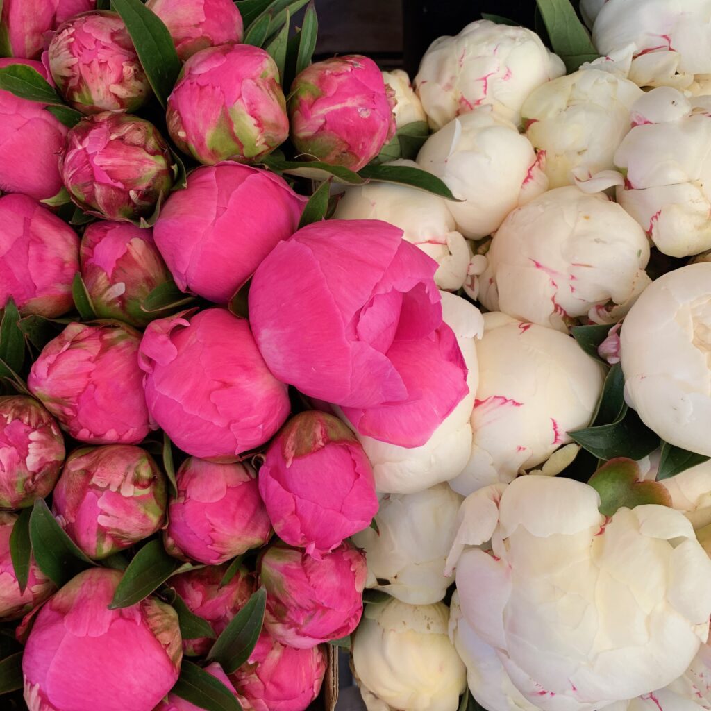 Paris peonies